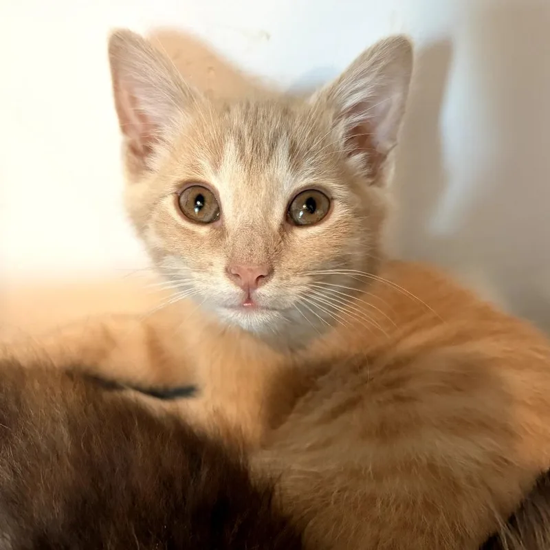 A baby small-sized male Orange / Red Domestic Medium Hair cat named Pumpkin for adoption in Long Beach, CA