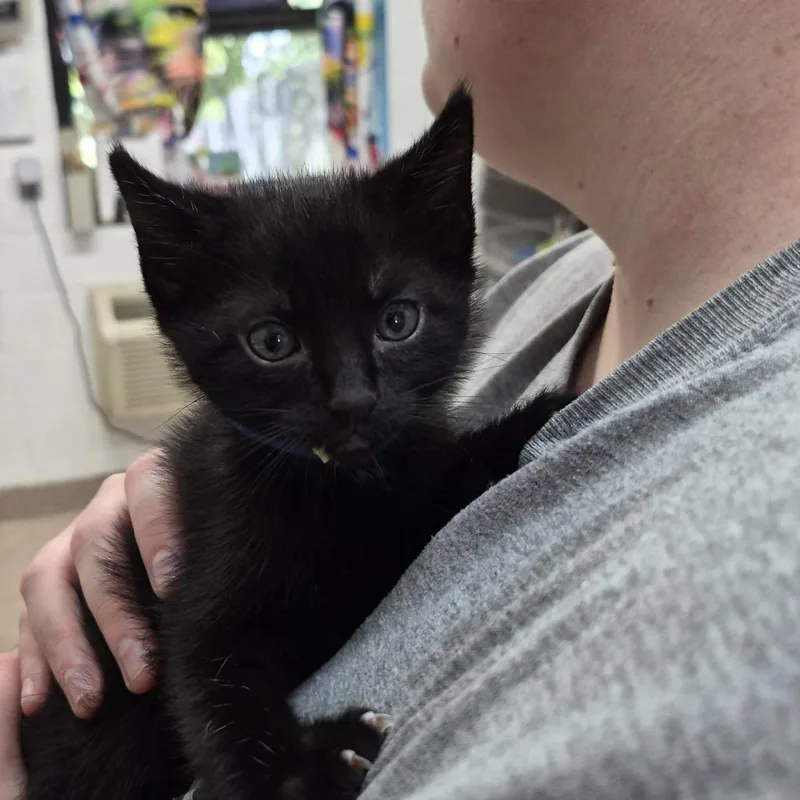 A baby small-sized male Black Domestic Short Hair cat named Fat Man for adoption in Ardmore, OK