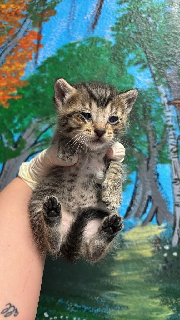 A baby small-sized male Domestic Short Hair cat named Mergamont Waters for adoption in New Braunfels, TX