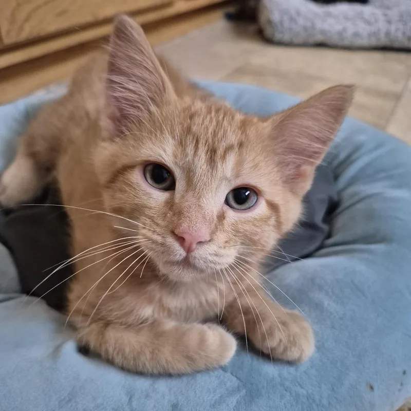 A baby small-sized male Orange / Red Domestic Short Hair cat named Orlando for adoption in Buffalo, MN