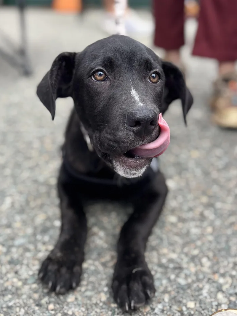 A baby medium-sized male Black Pit Bull Terrier dog named Aster for adoption in Richmond, VA