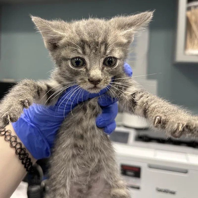 A baby small-sized male Domestic Short Hair cat named Sammi for adoption in Greensboro, NC