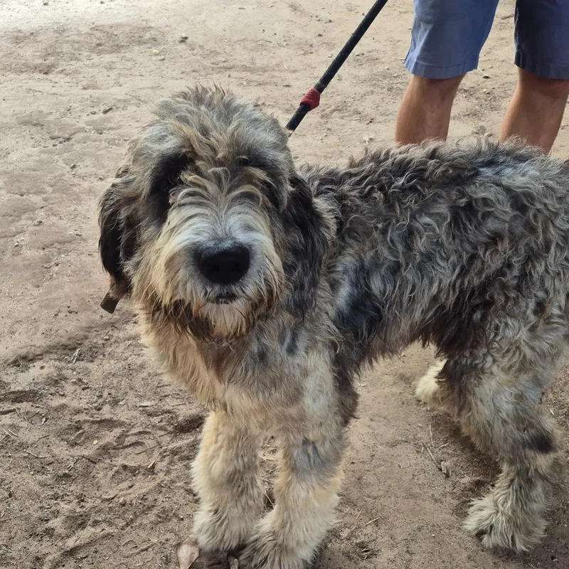 A young large-sized female Gray / Blue / Silver Standard Poodle dog named Fraggle for adoption in Montgomery, AL