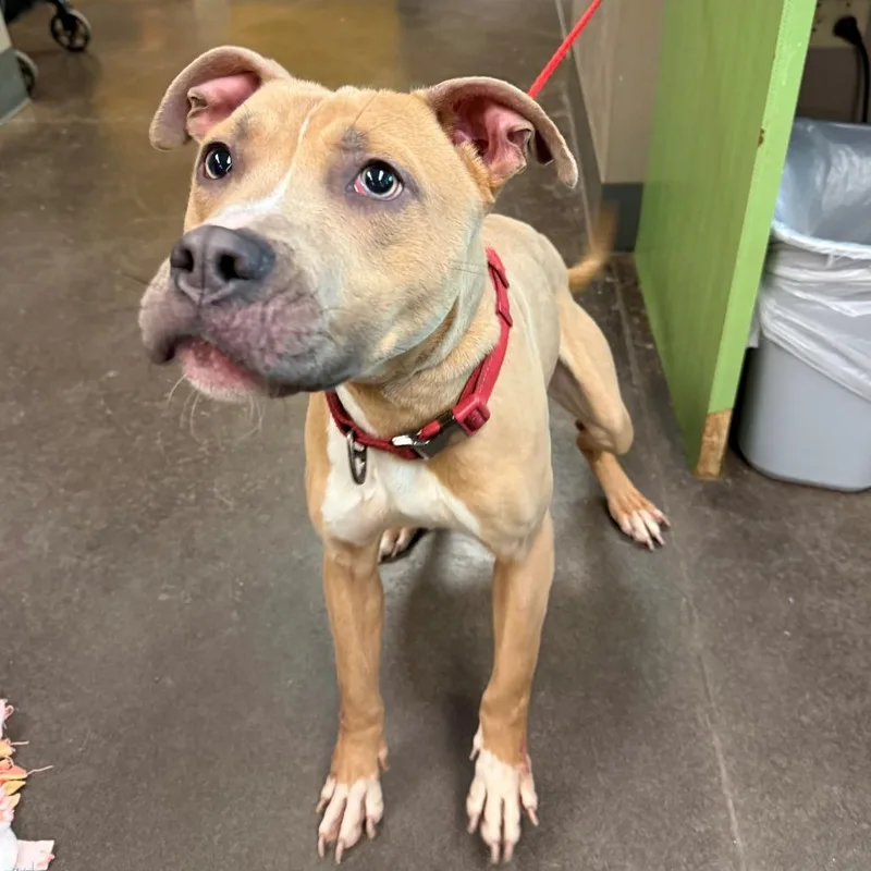 A young medium-sized male Yellow / Tan / Blond / Fawn Mixed Breed dog named Nawcstray for adoption in Norman, OK