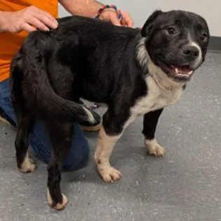 An adult medium-sized male Border Collie dog named Bastian for adoption in Fairfax, VA