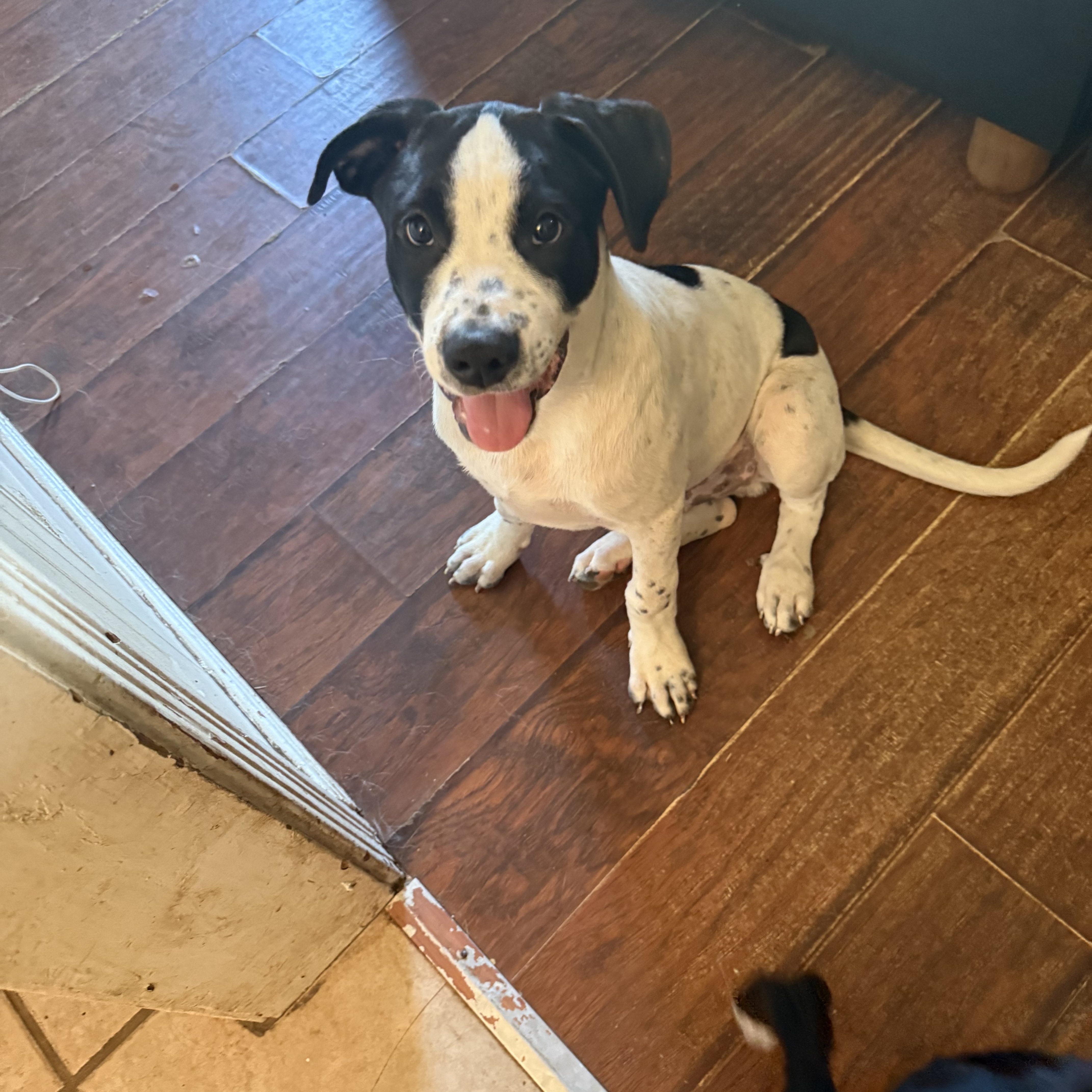A young large-sized male White / Cream Great Pyrenees dog named Patch for adoption in Choctaw, OK