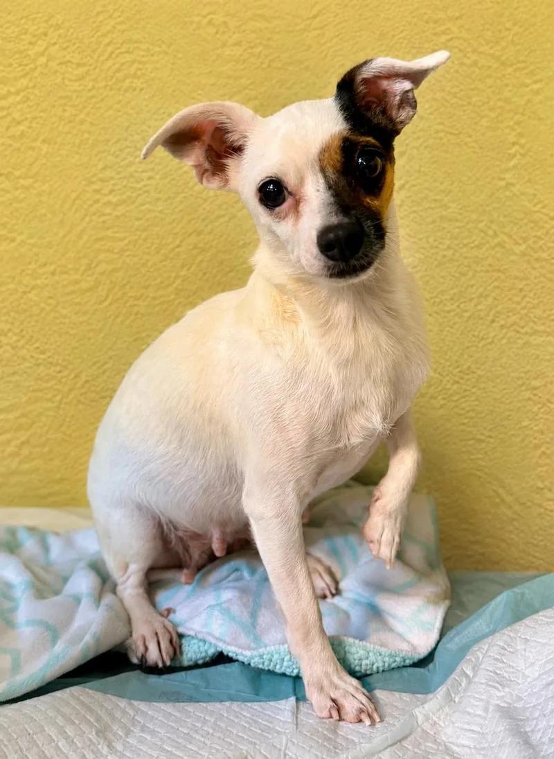 An adult small-sized female Tricolor (Brown, Black, & White) Chihuahua dog named Gemma for adoption in Boca Raton, FL