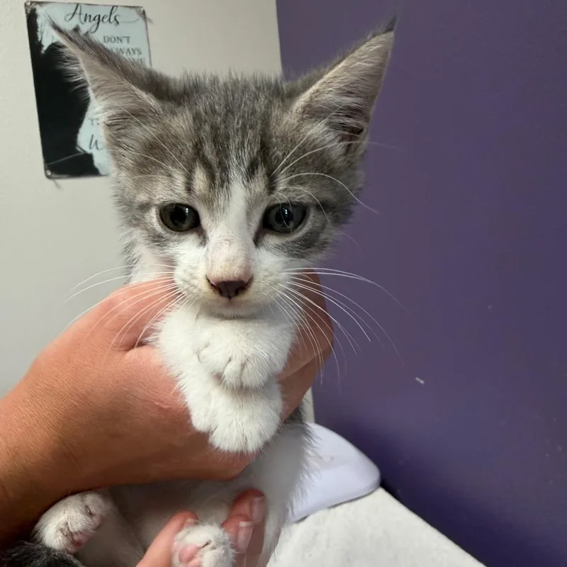 A baby small-sized male White Domestic Short Hair cat named Charlie for adoption in Englewood, FL