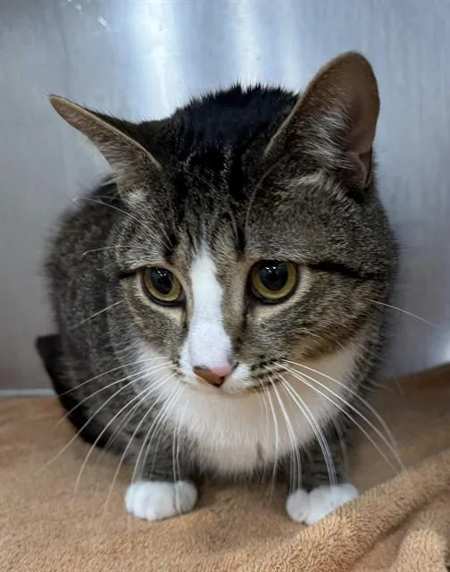 A young large-sized male Domestic Short Hair cat named Big Man for adoption in Upper Marlboro, MD