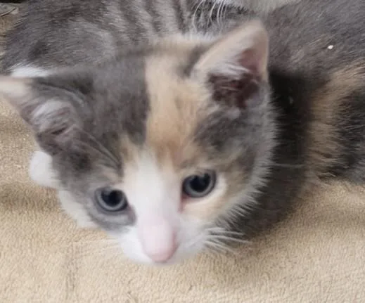 A baby medium-sized female Domestic Medium Hair cat named A for adoption in Los Angeles, CA
