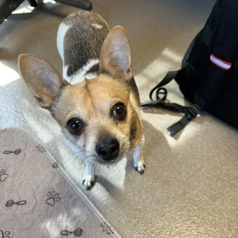 A senior small-sized male Chihuahua dog named Dallas for adoption in South Elgin, IL