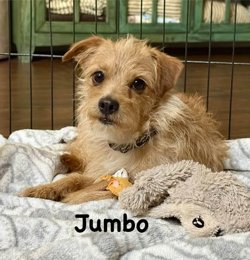 A young small-sized male Norfolk Terrier dog named Jumbo for adoption in Phoenix, AZ
