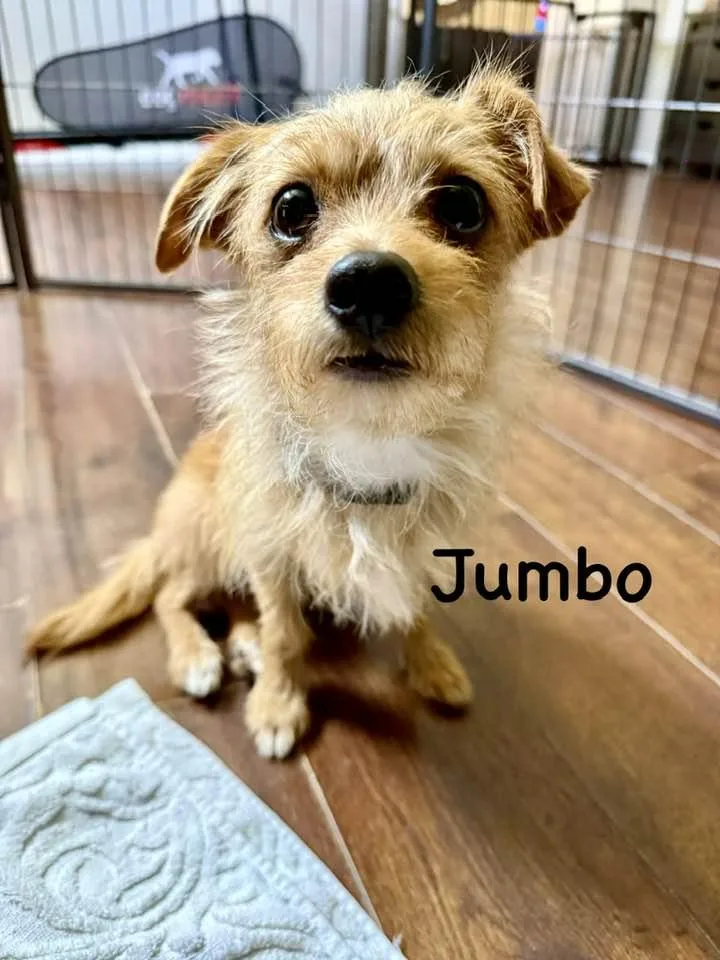 Jumbo thumbnail 3