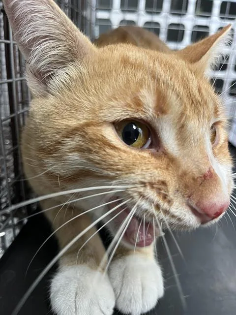 An adult small-sized male Domestic Short Hair cat named Cliff for adoption in Palmetto, FL