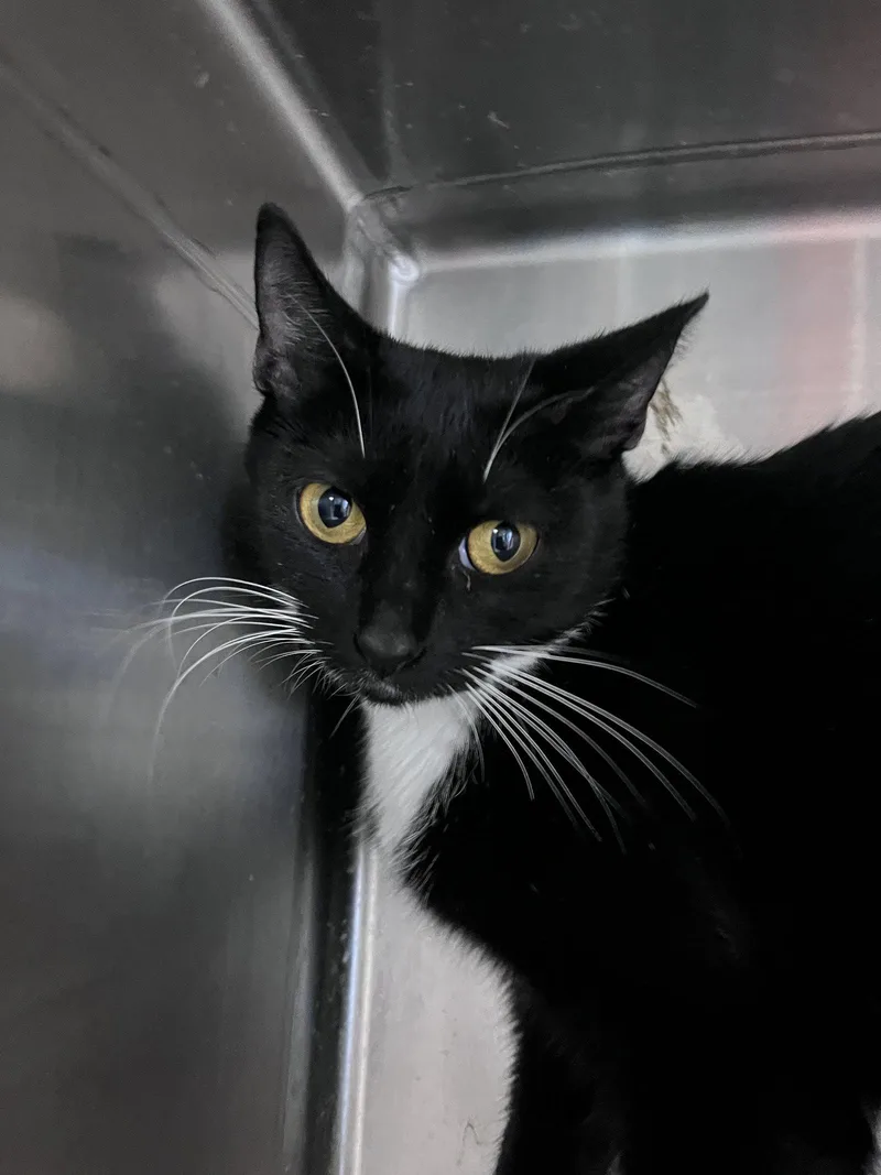 An adult medium-sized female Black & White / Tuxedo Domestic Short Hair cat named Sweetie Potamus for adoption in Carrollton, GA
