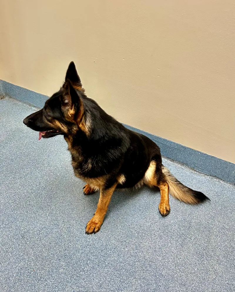 An adult large-sized female Black German Shepherd Dog dog named Sissy for adoption in Suffolk, VA