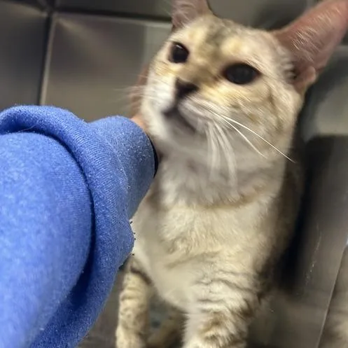 A senior medium-sized female Cream / Ivory Domestic Short Hair cat named Nelly for adoption in Asheville, NC
