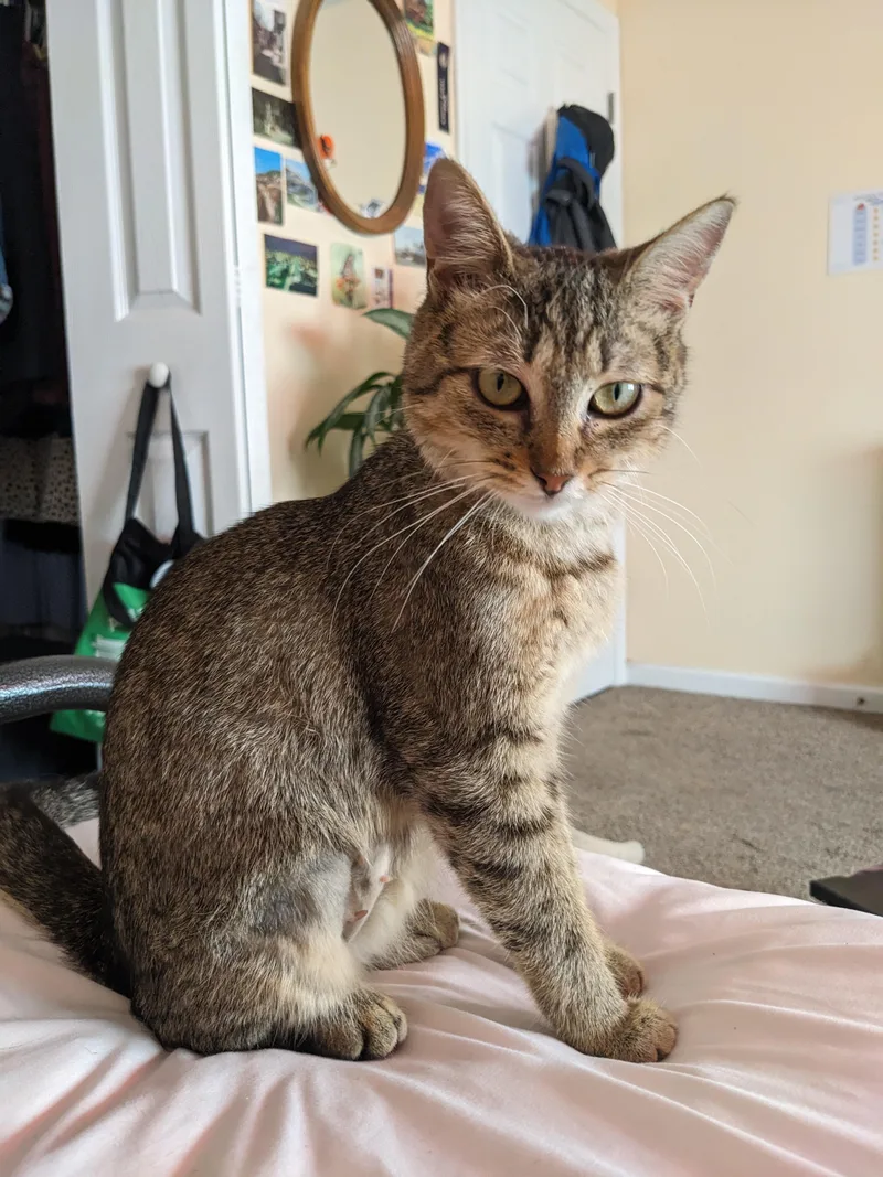 A baby medium-sized female Tabby (Brown / Chocolate) Domestic Short Hair cat named Clare courtesy for adoption in Oberlin, OH