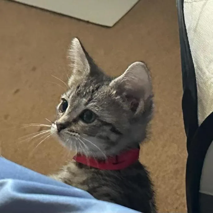 A baby small-sized female Gray / Blue / Silver Domestic Short Hair cat named Bowline for adoption in Incline Village, NV
