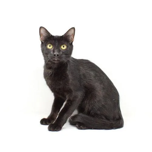 A baby medium-sized male Black Domestic Short Hair cat named Dr Doofenshmirtz for adoption in Florence, AZ