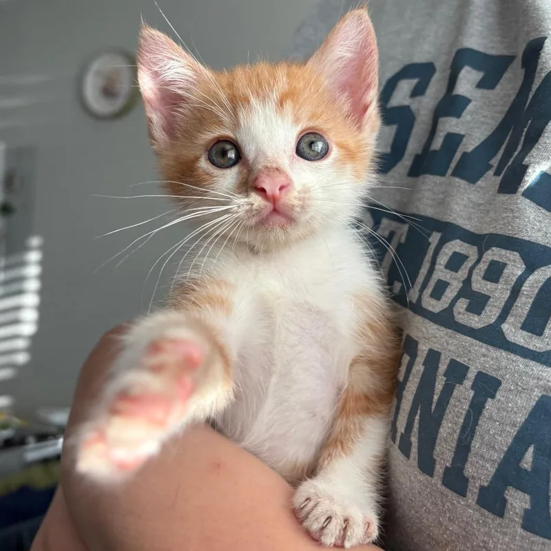 A baby small-sized male Orange / Red Domestic Short Hair cat named Mr. Coleman for adoption in Long Beach, CA