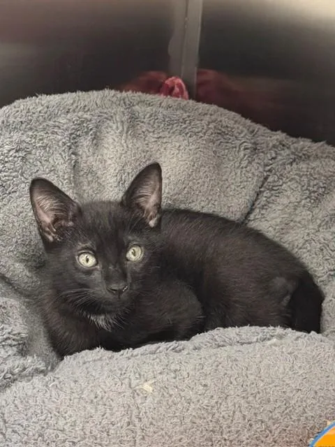 A baby small-sized male Domestic Short Hair cat named George for adoption in Naples, FL
