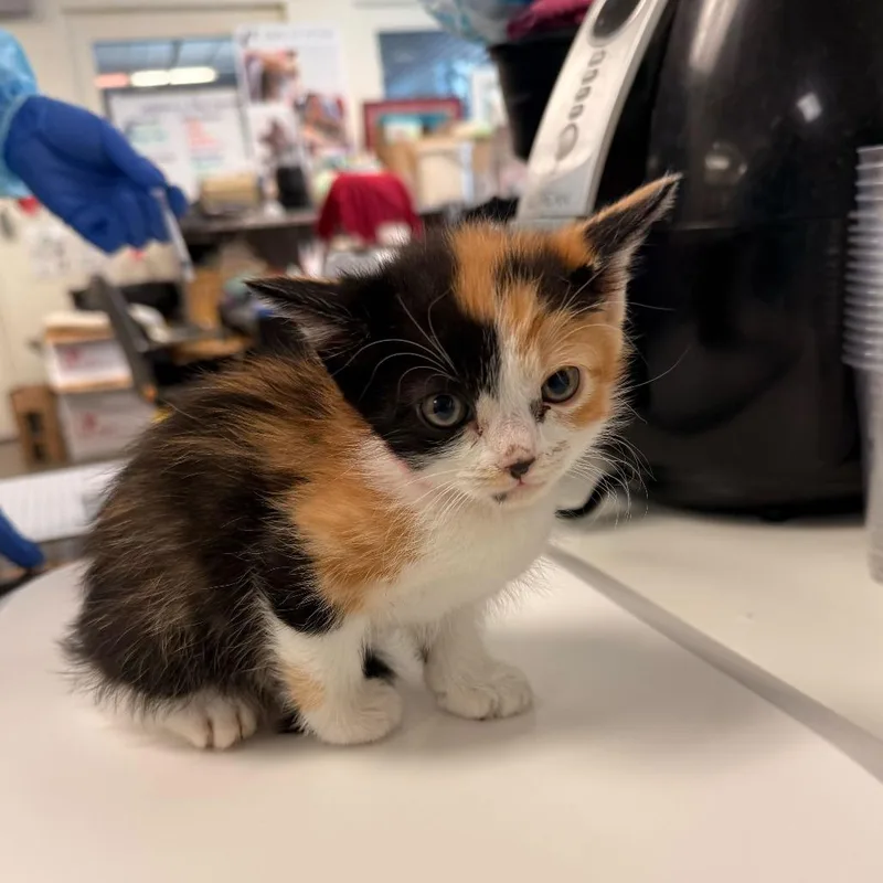 A baby small-sized female Calico Domestic Short Hair cat named Sunflower for adoption in Los Angeles, CA
