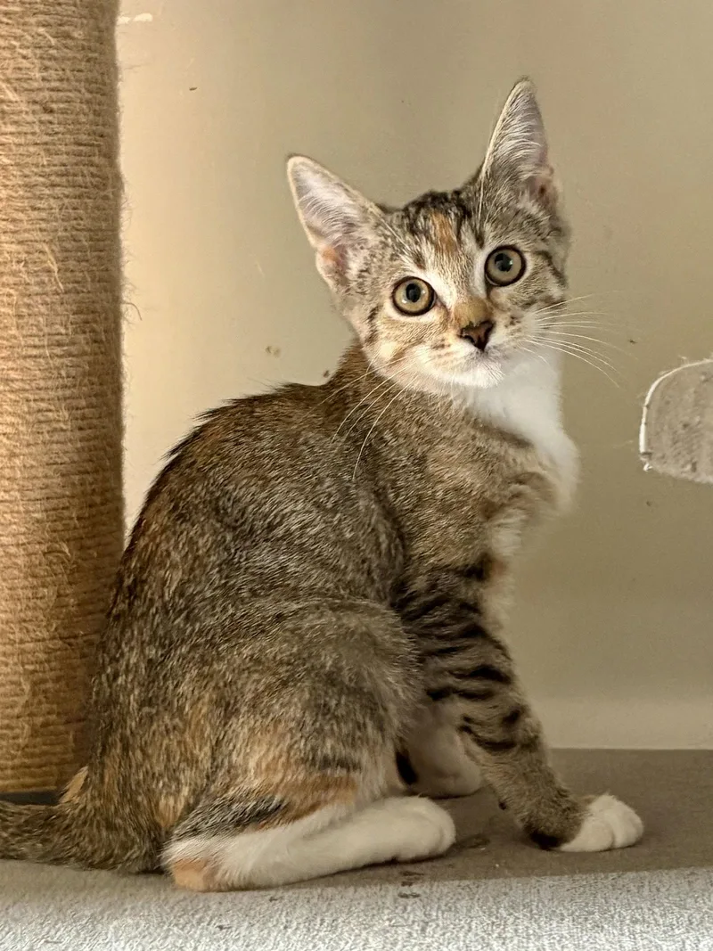 A baby medium-sized female Domestic Short Hair cat named Palm for adoption in Phoenix, AZ