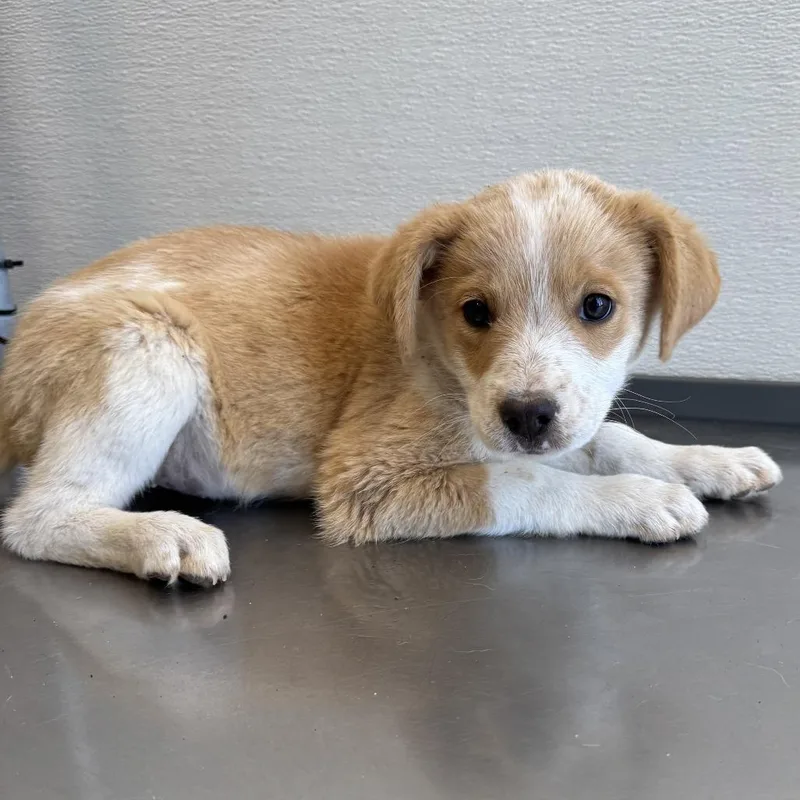 A baby small-sized female Yellow / Tan / Blond / Fawn Mixed Breed dog named Ladybug for adoption in Las Cruces, NM