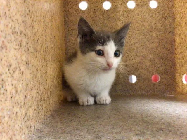 A baby medium-sized male Domestic Short Hair cat named Kobe for adoption in Riverside, CA