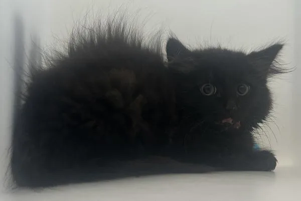 A baby small-sized female Domestic Medium Hair cat named Slushie for adoption in Staten Island, NY