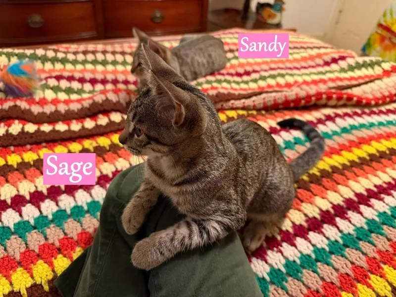A baby medium-sized female Domestic Short Hair cat named Sandy for adoption in Hoover , AL