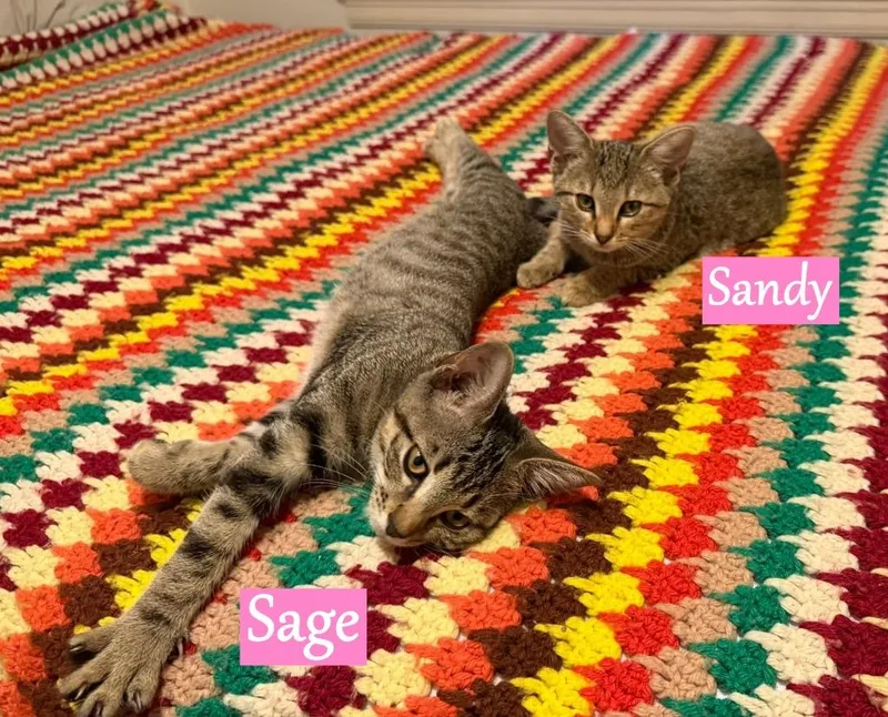 Sandy thumbnail 2