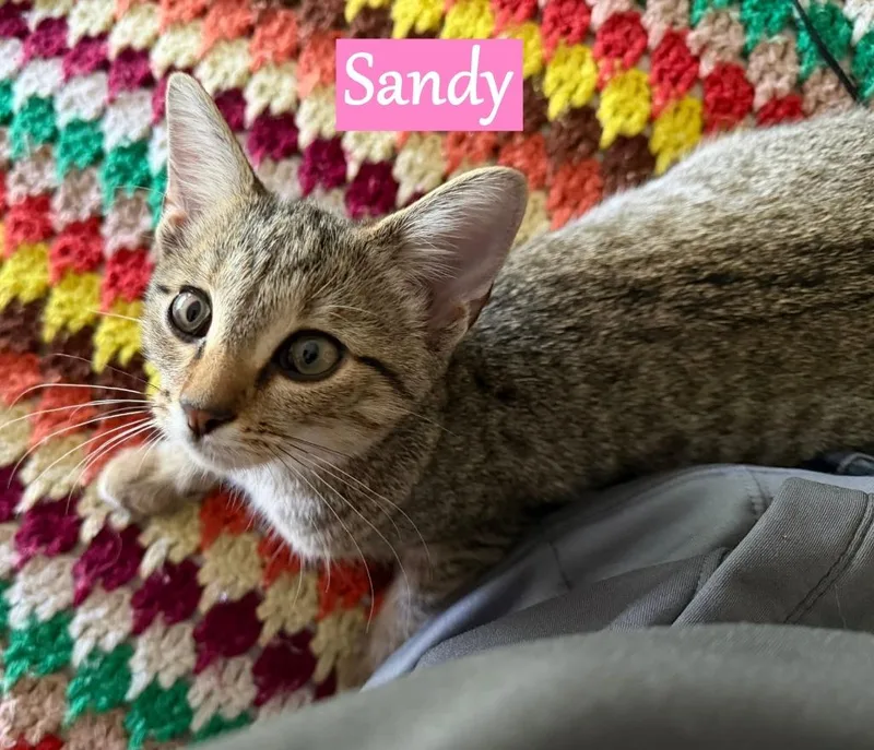 Sandy thumbnail 4