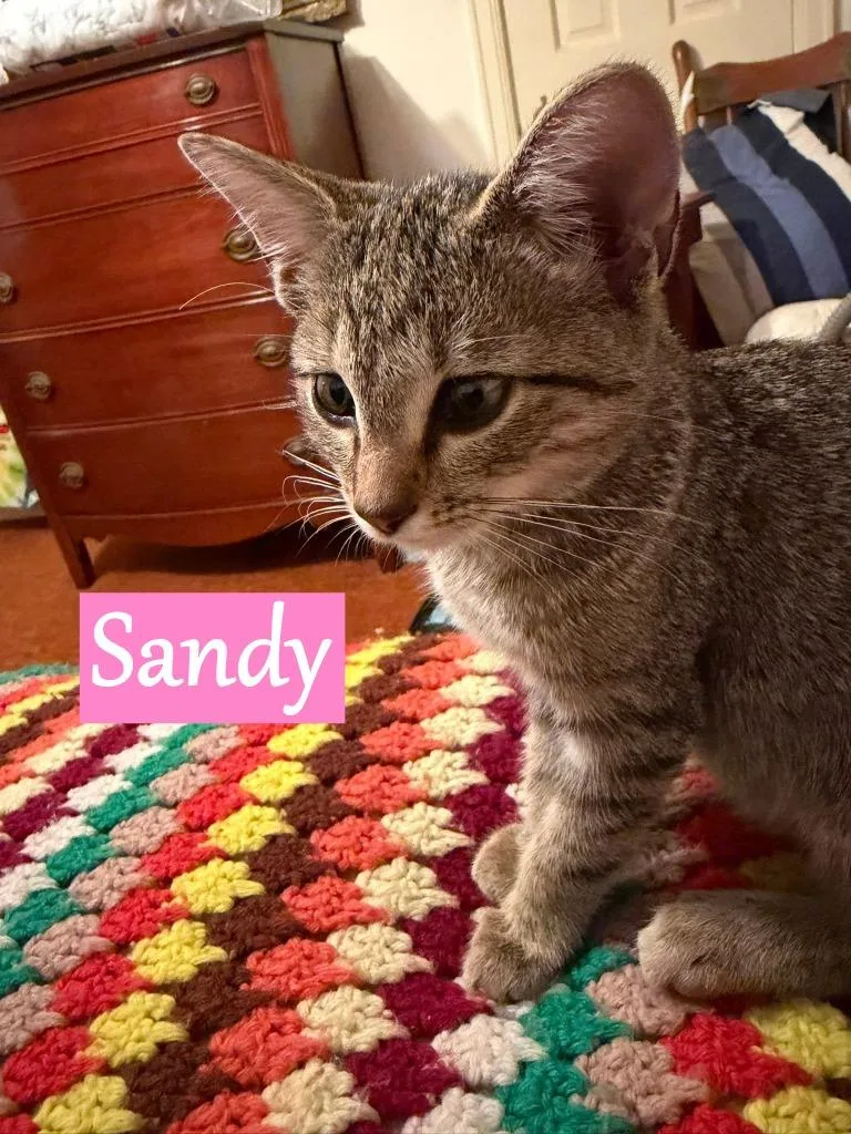 Sandy thumbnail 5