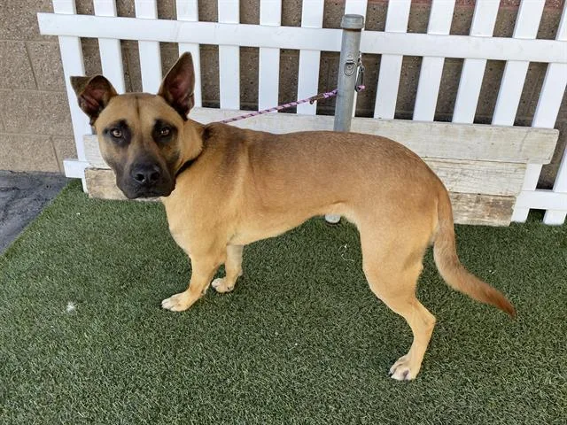 A young small-sized male Pit Bull Terrier dog named Duke for adoption in Modesto, CA