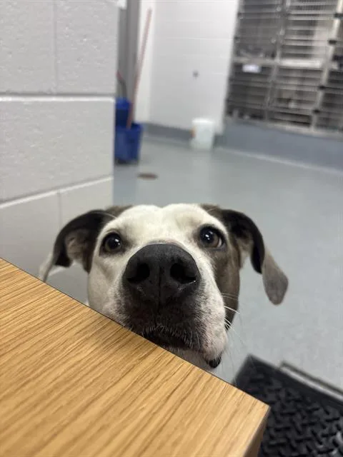 An adult medium-sized female Labrador Retriever dog named Audry for adoption in Indianapolis, IN