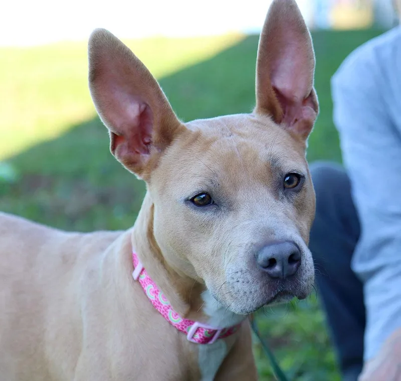A young medium-sized female Carolina Dog dog named Rhonda for adoption in Kansas City, KS