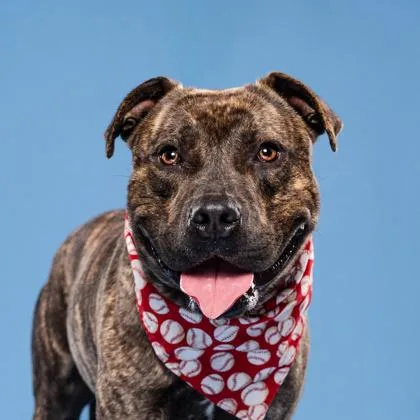 An adult medium-sized male Pit Bull Terrier dog named Plinko for adoption in Atlanta, GA