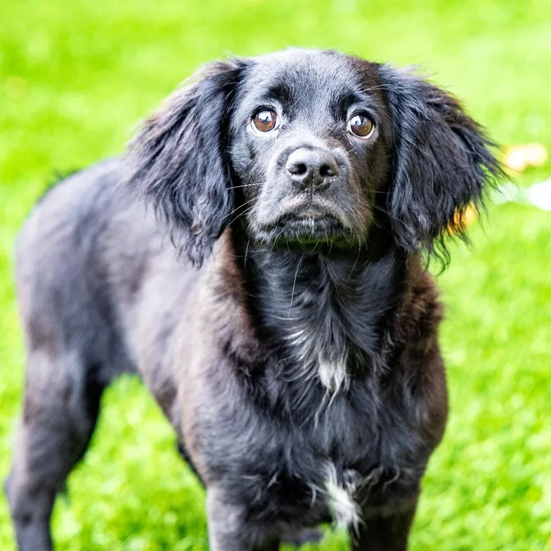A baby small-sized male Black Mixed Breed dog named Major for adoption in Naperville, IL