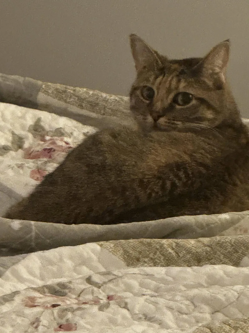 A young medium-sized female Domestic Short Hair cat named Chyna for adoption in Naugatuck, CT