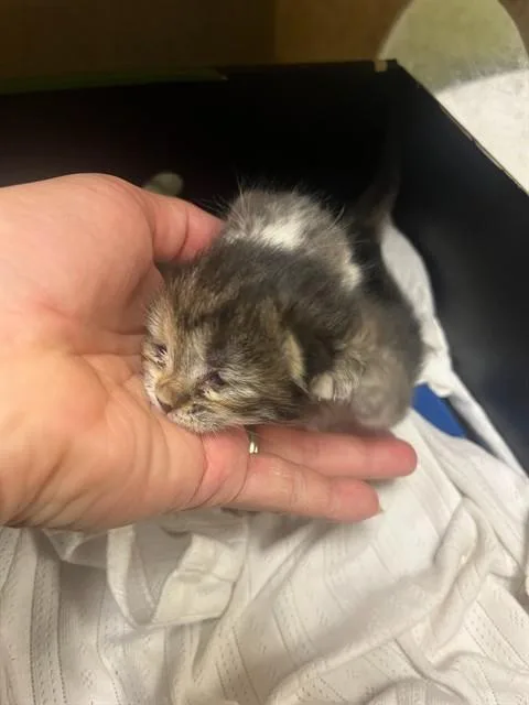 A baby small-sized female Domestic Short Hair cat named Blossom for adoption in Riverside, CA