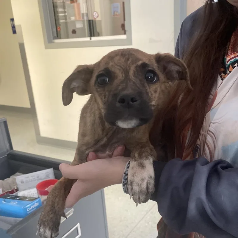 A baby medium-sized female Brindle Terrier dog named Sarah Sanderson for adoption in Galax, VA