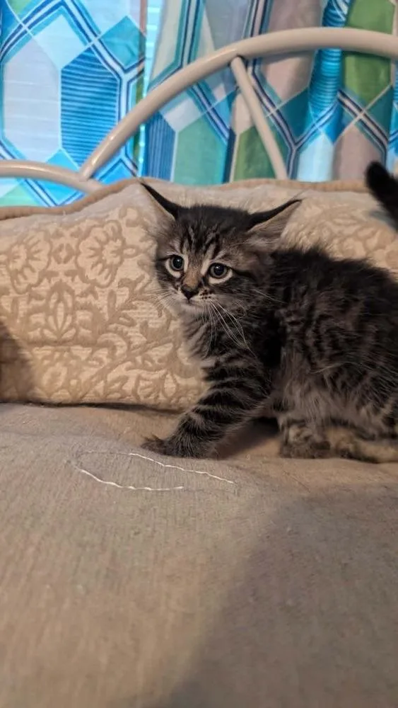 A baby medium-sized male Domestic Long Hair cat named Lima Bean for adoption in North Brunswick, NJ