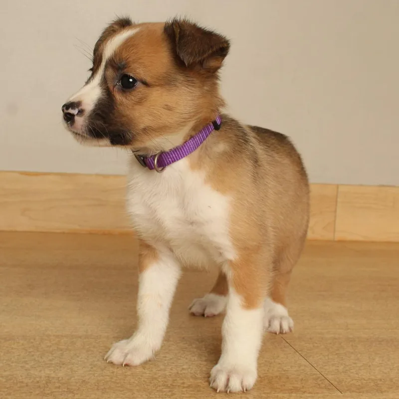 A baby medium-sized female Pit Bull Terrier dog named Cobweb D for adoption in Minnetonka, MN