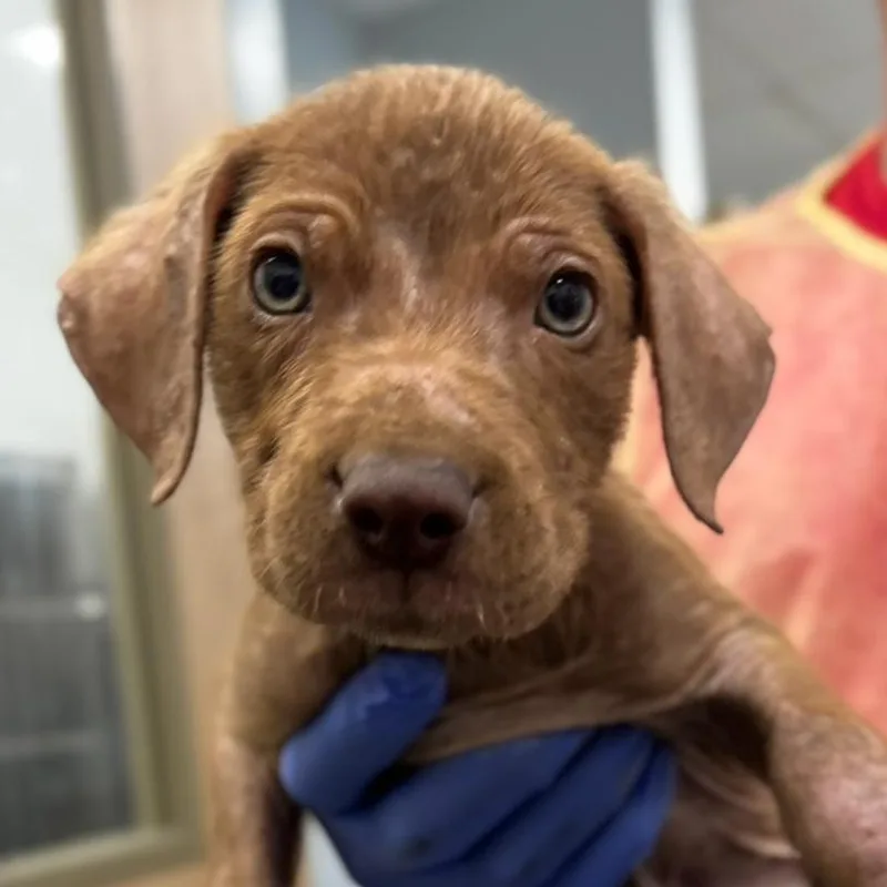 A baby small-sized male Red / Chestnut / Orange Mixed Breed dog named Slate for adoption in Marshall, TX