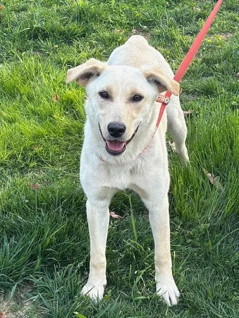 A young medium-sized female White / Cream Golden Retriever dog named Rosie Fizz  Local for adoption in Andover, MA