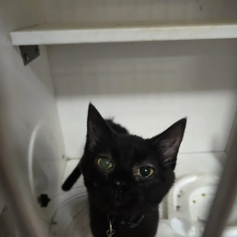 A young medium-sized female Black Domestic Short Hair cat named Tilly for adoption in Allison Park, PA