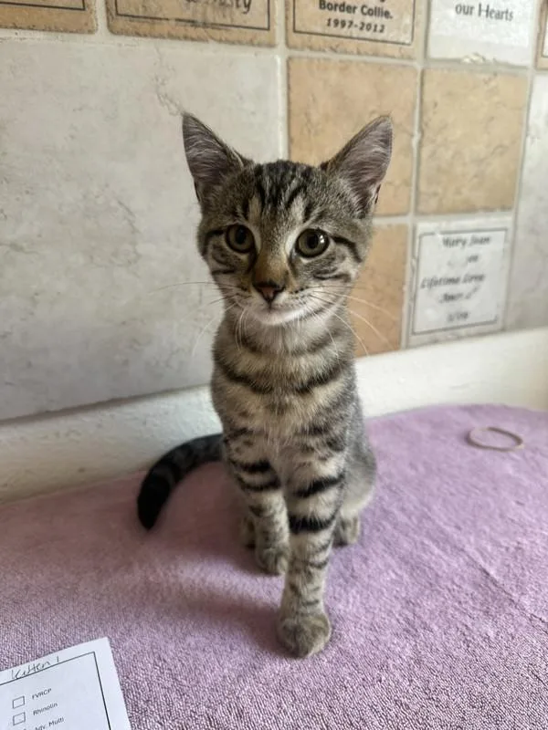 A baby medium-sized male Domestic Short Hair cat named Brandon for adoption in Novato, CA