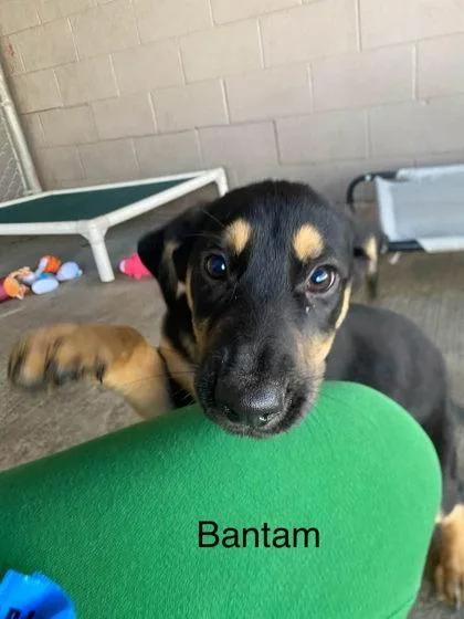 A baby medium-sized female Mixed Breed dog named Bantam for adoption in Hobart, IN
